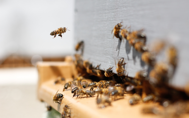 Close up of beehive