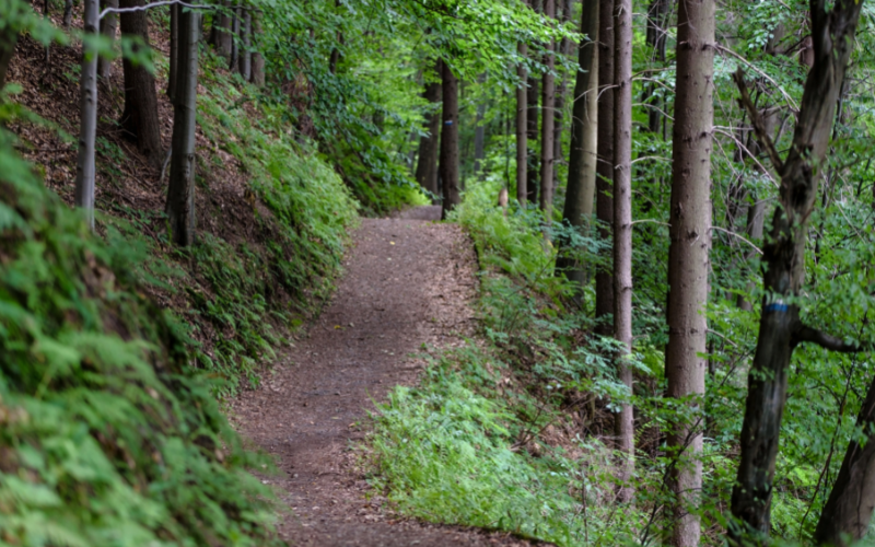 Trail in forest