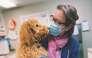 a dog and a veterinarian 