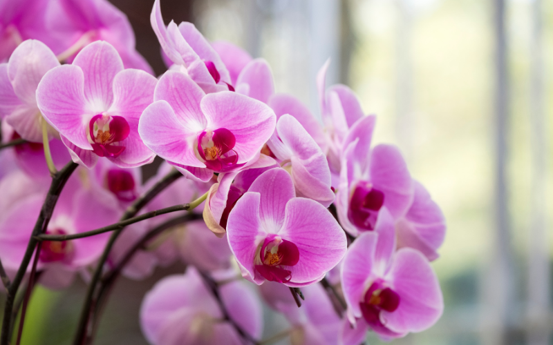 orchids