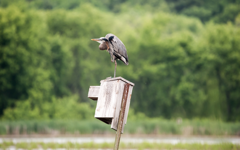 blue heron