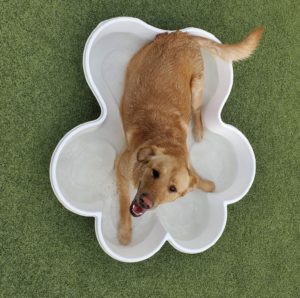 Dog in pool outside