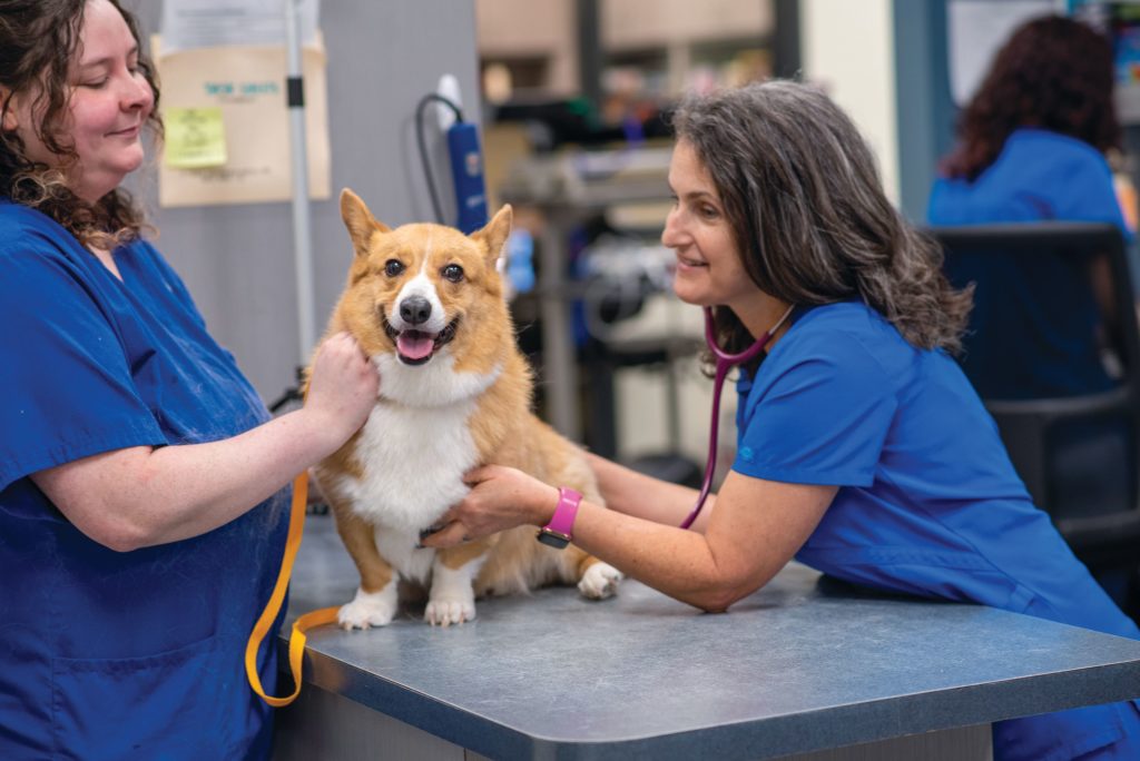 A dog smiling at the vet