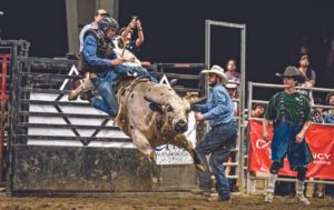 Man riding bull