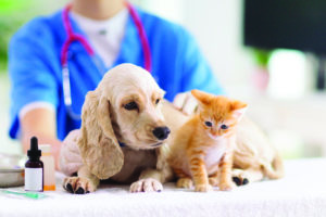 Smyrna Animal Hospital