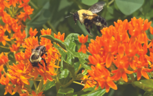 Planting for Pollinators