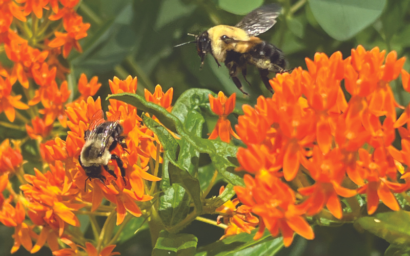 Planting for Pollinators