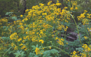 east cobb park garden