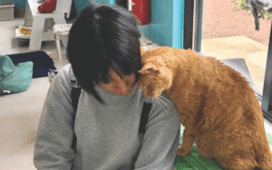 Good Mews Animal Foundation