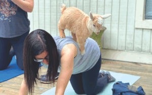 Goat Yoga