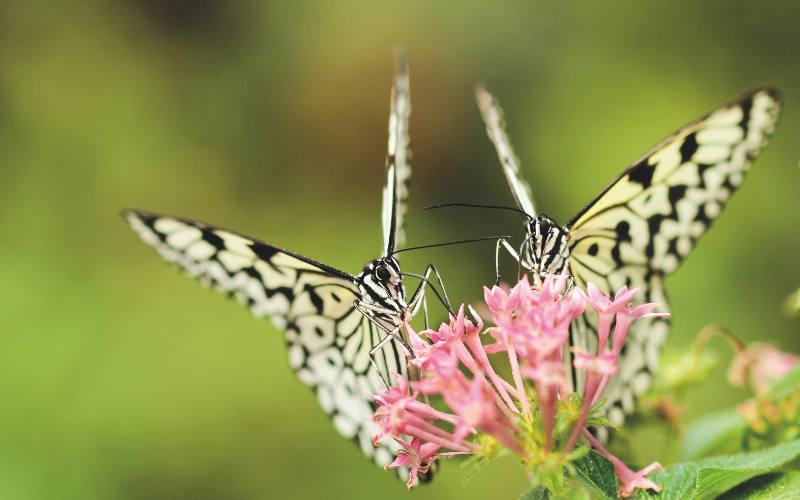 Butterfly Encounter