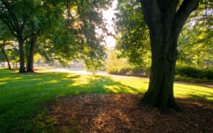 The Olmsted Linear Park