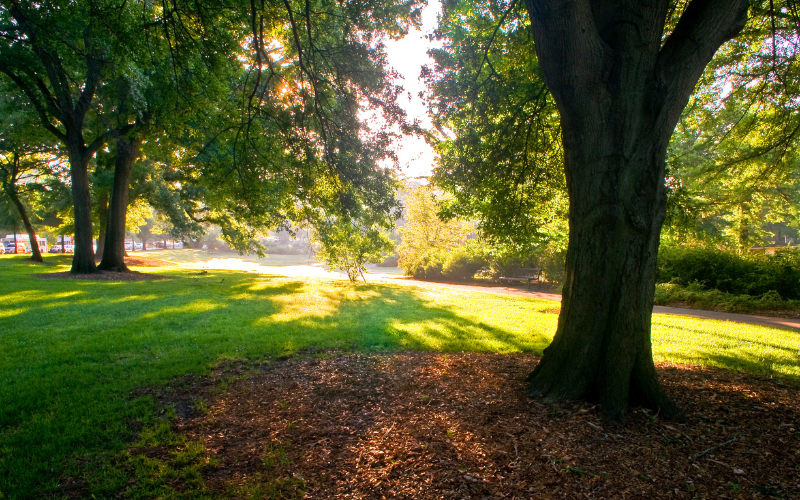The Olmsted Linear Park