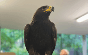 Behind the Scenes: Animal Care In Action