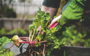 Alpharetta Community Agriculture Program