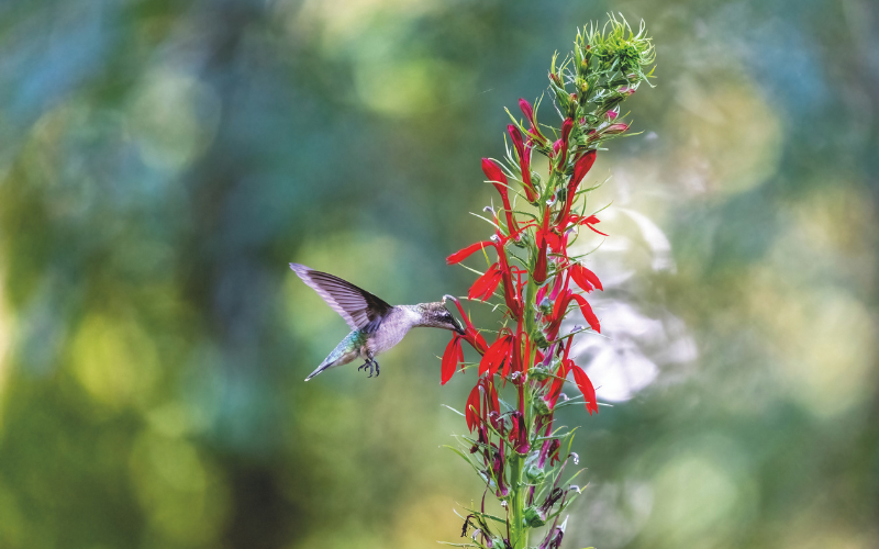 Alpharetta’s Wild Side