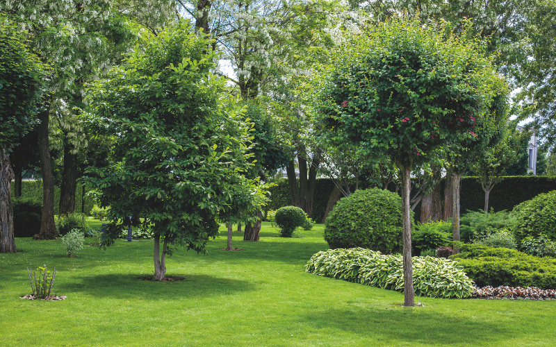 Georgia Arbor Day Celebration