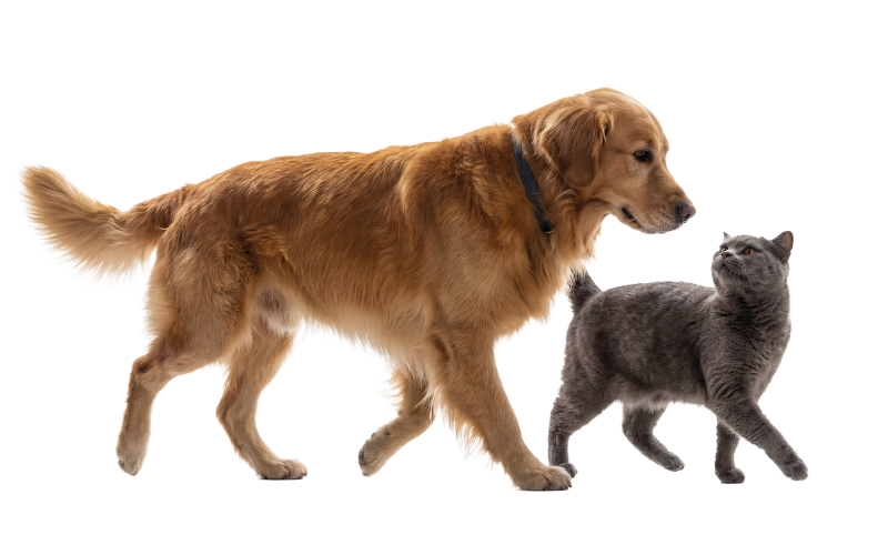 Humane Society of Forsyth County